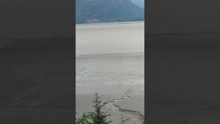 Turnagain Arm Bore Tide part 3 alaska nature [upl. by Jeanne183]