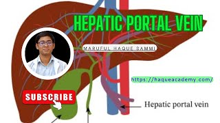 Hepatic Portal Vein [upl. by Hidie638]