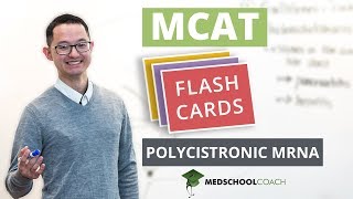 MCAT Flashcard Polycistronic mRNA [upl. by Wearing]