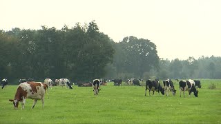 Noodkreet van een kringloopboer [upl. by Enninaej]