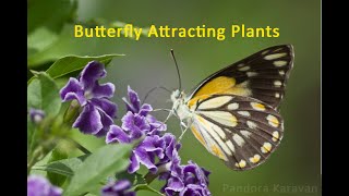 Butterfly attracting plants 3  thornless caper with Frank Jordan [upl. by Reinaldos27]