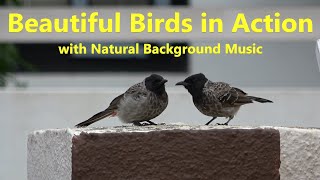 Birds in Action  with Natural Background Music  Bulbul  Sparrow  Starling  Dove  Munia [upl. by Efeek]