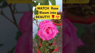 WATCH Rose Bloom into BEAUTY reels shorts viralvideo ytshort garden flowers floweringplants [upl. by Atiuqcir577]