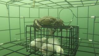 South Puget sound Crabbing from a pier in Tacoma [upl. by Alleber]