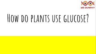 How do plants use glucose [upl. by Stutman587]