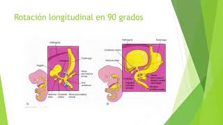 Formación de duodeno Embriología [upl. by Adnale]