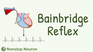 Bainbridge Reflex  How Increased Atrial Pressure Increases Heart Rate [upl. by Kcub]