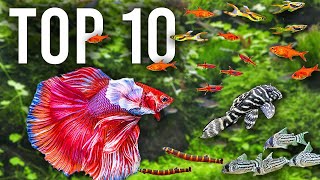 The BEST Mates for Betta Fish in Community Tanks [upl. by Brookner]