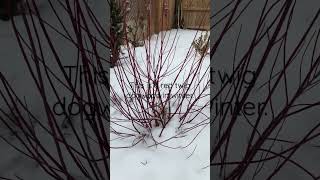 This is a red twig dogwood in winter [upl. by Eppes314]