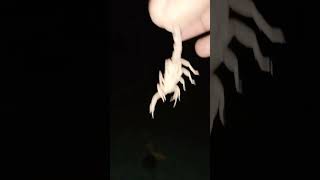 Man Vs Scorpion  Scorpion life  venomous scorpion  scorpion shorts [upl. by Tshombe]