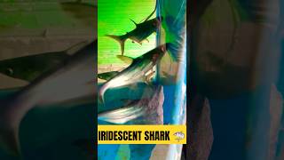 IRIDESCENT SHARKfunnyshortsfreshwaterfishcomedyvideovloggerparrotfishsharkfishparrotfish [upl. by Idorb]