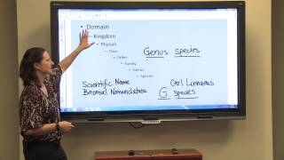 Classification amp Binomial Nomenclature [upl. by Nylevol]