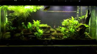 Why I dont inject CO2 in my Freshwater Planted Tanks [upl. by Emelun]