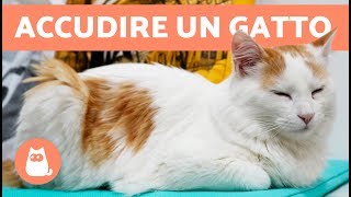 Perché i gatti fanno le fusa  SIGNIFICATO delle fusa di un gatto [upl. by Aron]