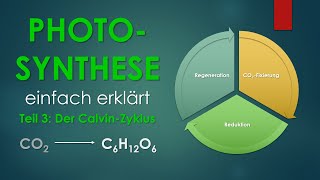 3 Der CalvinZyklus  PHOTOSYNTHESE einfach erklärt [upl. by Aihsekat]