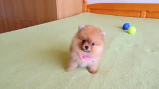 Female Pomeranian Puppy for Sale [upl. by Kcarb]