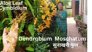 Dendrobium Moschatum Orchid Bloom  Potting Mix Fertilizing Grow and Care Tips gardening orchid [upl. by Lerrad]