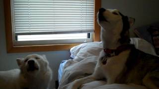 Kaiser and Kira Howlingwhos louder Siberian huskies howling singing duel [upl. by Lowney359]