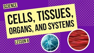 Cells Tissues Organs and Systems [upl. by Christopher580]