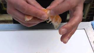 Passionate About Fish  How to prepare fresh langoustine [upl. by Federica450]