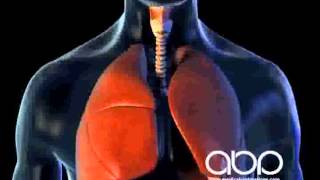 Breathing  3D Medical Animation  ABP © [upl. by Araeic404]