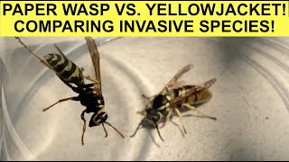 YELLOWJACKET VS PAPER WASP RESCUING QUEENS AND COMPARING INVASIVE SPECIES VESPULA AND POLISTES [upl. by Nylssej]