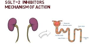 SGLT2 Inhibitors  Mechanism of Action [upl. by Graf]