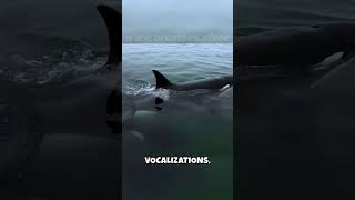 🤯 Orcas One Species MANY Personalities 🤯 The Ecotype Mystery [upl. by Hanima]