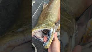 SKEIN fishing MONSTER king SALMON in DOWNTOWN Milwaukee WI [upl. by Aihsikal]