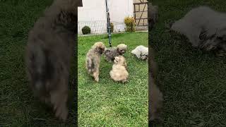 Wir raufen gern bolonkazwetna puppy maltipoo [upl. by Manouch]