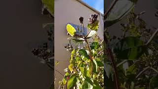 Honeysuckle berries at roadside Fife Scotland 🏴󠁧󠁢󠁳󠁣󠁴󠁿 [upl. by Gordy723]