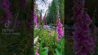 flowers 🌿🍃🌷Digitalis purpurea naturalezaporelmundo relaxingmusic [upl. by Rebmat481]