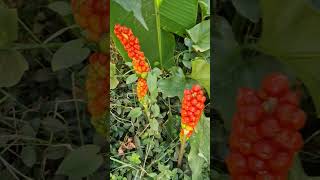 Arum Italicum [upl. by Llevart]