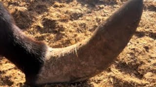 Wonderful Donkey Hoof Trimming Video shorts hoof [upl. by Gena]