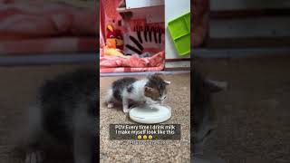 Here comes the greedy kitten againcat catscatloverfypagefunnyfunnyvideos funnyanimalskitten [upl. by Jotham243]