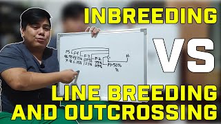 Inbreeding vs Line Breeding and Outcrossing [upl. by Aiasi]