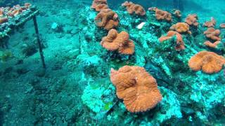 Indo Coral Farming Video [upl. by Genvieve]