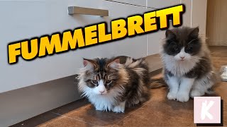 Fummelbrett für Katzen [upl. by Jarrow]