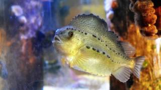 Lumpfish at the Seacoast Science Center [upl. by Eiznikcm896]