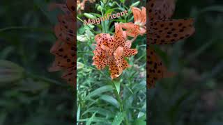 Tiger Lilies nature flowergardenplants shorts flowers tigerlily garden flower lilies [upl. by Asilej]