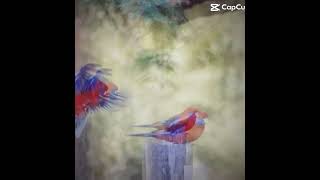 Birds Crimson rosellas birds australianbirds photographer animals live4photography [upl. by Zoes]