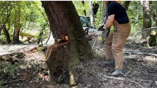 Felling a Leaning Tree to Make a Fat Sack of Firewood [upl. by Kucik]