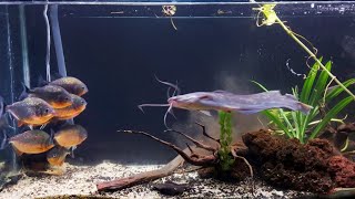 Intense Piranha Feeding Frenzy LIVE Catfish Encounter [upl. by Breh24]