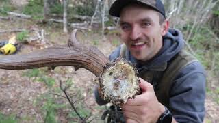 16 Moose Antlers in a Day  Moose Shed Hunting Canada 2023 Day 2  Beyond the Boundaries [upl. by Ellan]