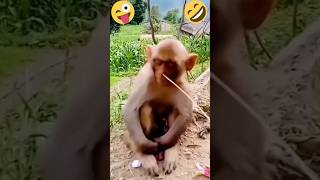 Monkey Business The Funniest Primate Moments😁🤣😁 [upl. by Mllly]