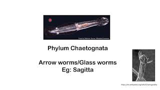 Phylum Chaetognatha Arrow wormsglass worms [upl. by Yelsnia]