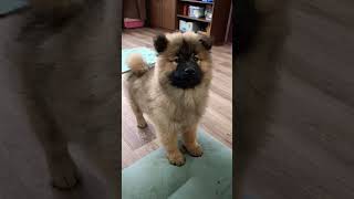 Щенок евразиера  3 мес eurasier dog купить puppy [upl. by Giarg]