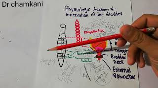 Renal physiology 42  Innervation of urinary bladder  pelvic nerve [upl. by Hedgcock]