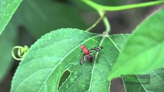 Picture Wing Fly and Ant on Passiflora EFN Aug 25 2014 4K [upl. by Lilian706]