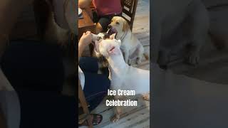 Ice Cream Celebration❤️SUBSCRIBE KolkataPetMarketVlogsDODO doglover india funny comedy love [upl. by Tartan718]